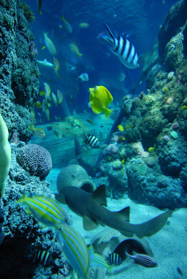 Sea life mn discount coupons