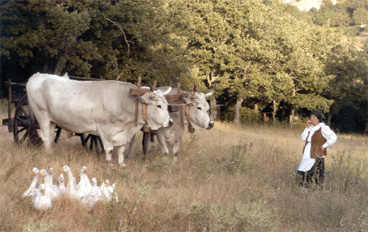Grancia-3.jpg