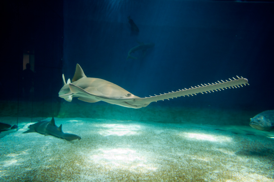 Acquario di Genova - Genova