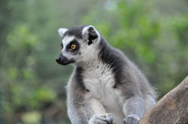 Bioparco Di Sicilia Parco Faunistico Carini Palermo